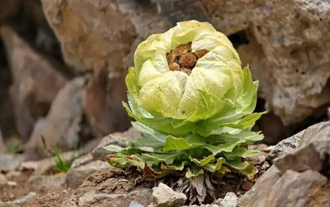 “24h rạng rỡ”: Cách kem chống nắng thuần chay Dinsee đồng hành cùng nhịp sống phái đẹp